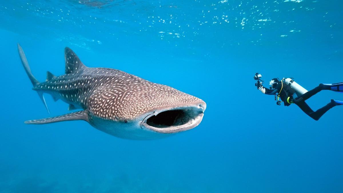 Tiburones Ballena